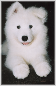 Black samoyed puppies for hot sale sale