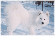 Samoyed